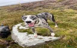 Lurcher dogs for stud: Merl dog for stud in Barnard Castle - Advert 2