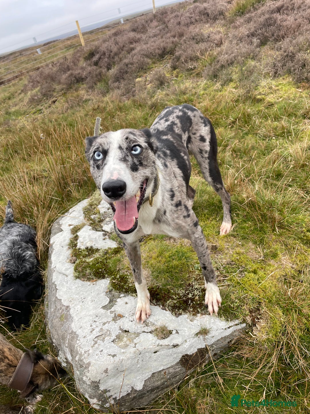 Lurcher dogs for stud: Merl dog for stud in Barnard Castle - Advert 2