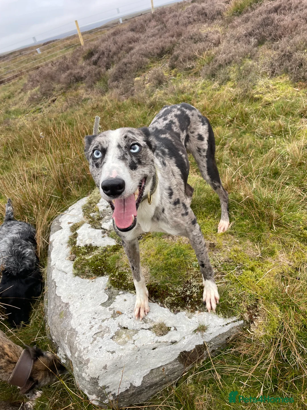 Lurcher dogs for stud: Merl dog for stud in Barnard Castle - Advert 2