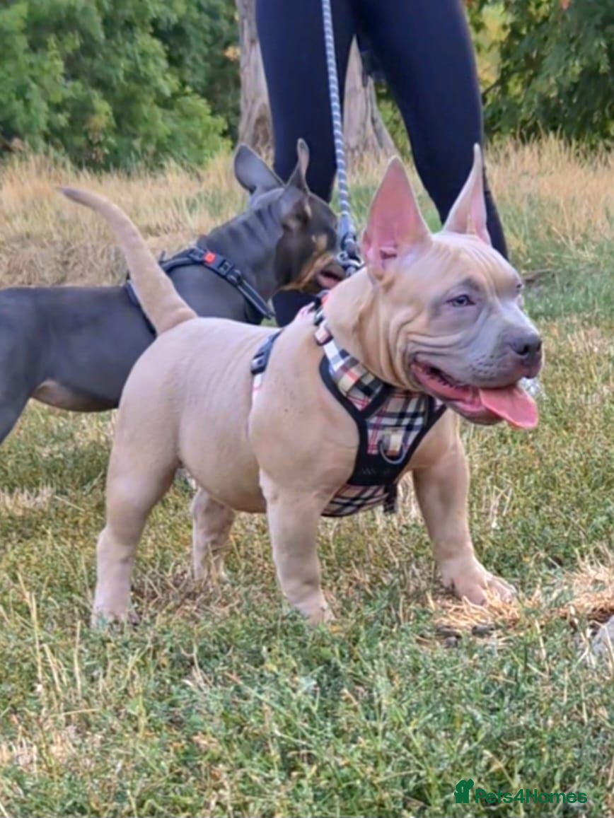 American Bully dogs American Bully Puppies - Advert 11