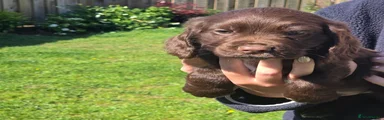 Cocker Spaniel Puppy 1
