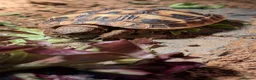 Hermann Tortoise reptiles for sale: Hermann Female tortoise  - Advert 2