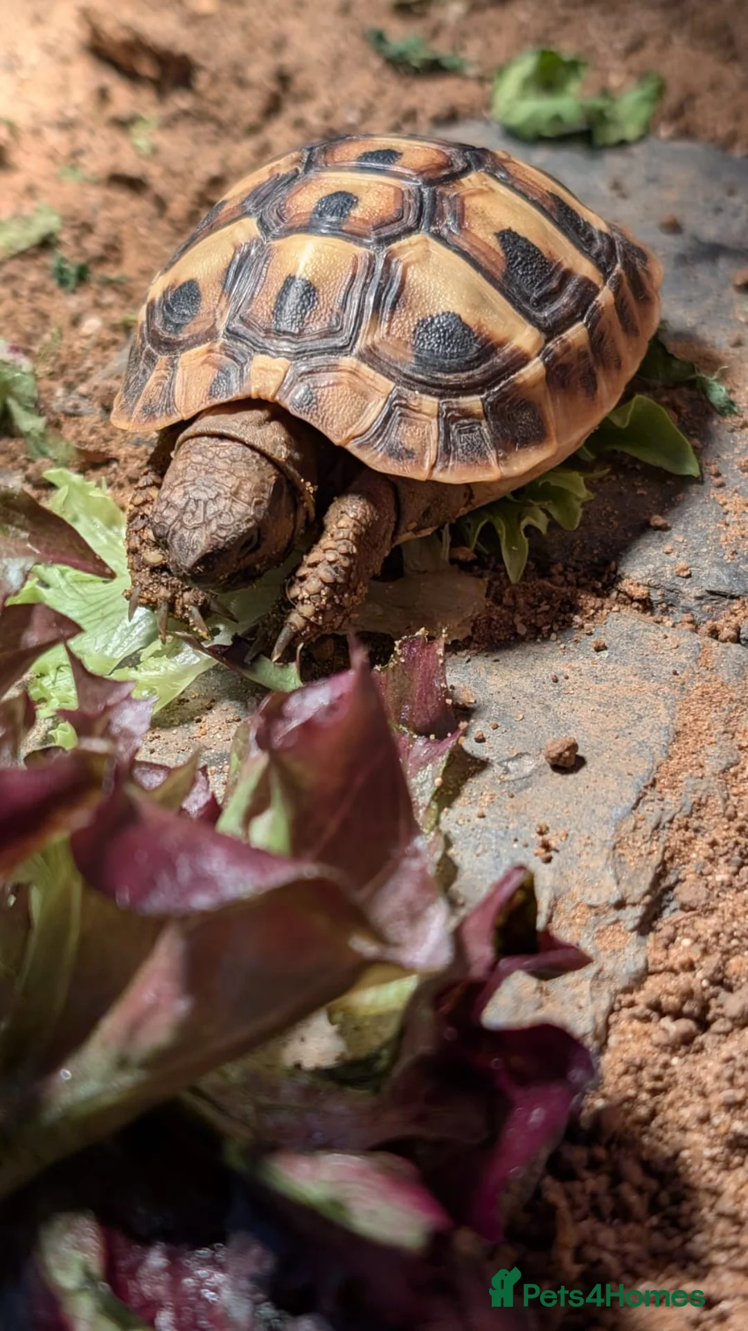 Hermann Tortoise reptiles for sale: Hermann Female tortoise  - Advert 2