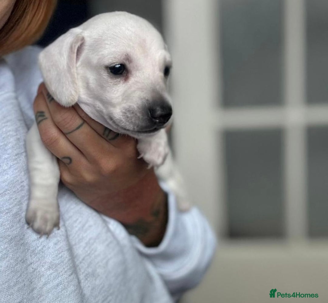 Miniature Dachshund dogs for stud: KC reg Cream - health and DNA Tested   in Southampton - Advert 4