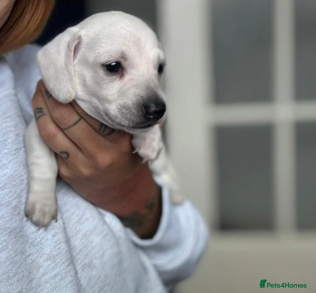 Miniature Dachshund dogs for stud: KC reg Cream - health and DNA Tested   in Southampton - Advert 4