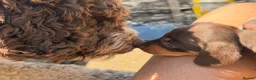 Miniature Dachshund dogs for sale: Licensed. Min smooth, kc/pra clear ready 25/5  - Advert 11