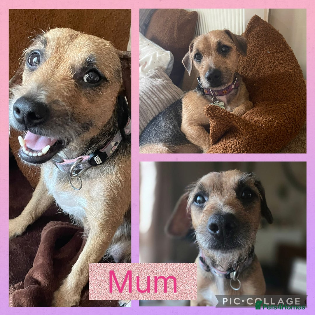 Mixed Breed dogs for sale: 🐶 Beautiful Jack x Chihuahua puppy’s 🐶 - Image 6