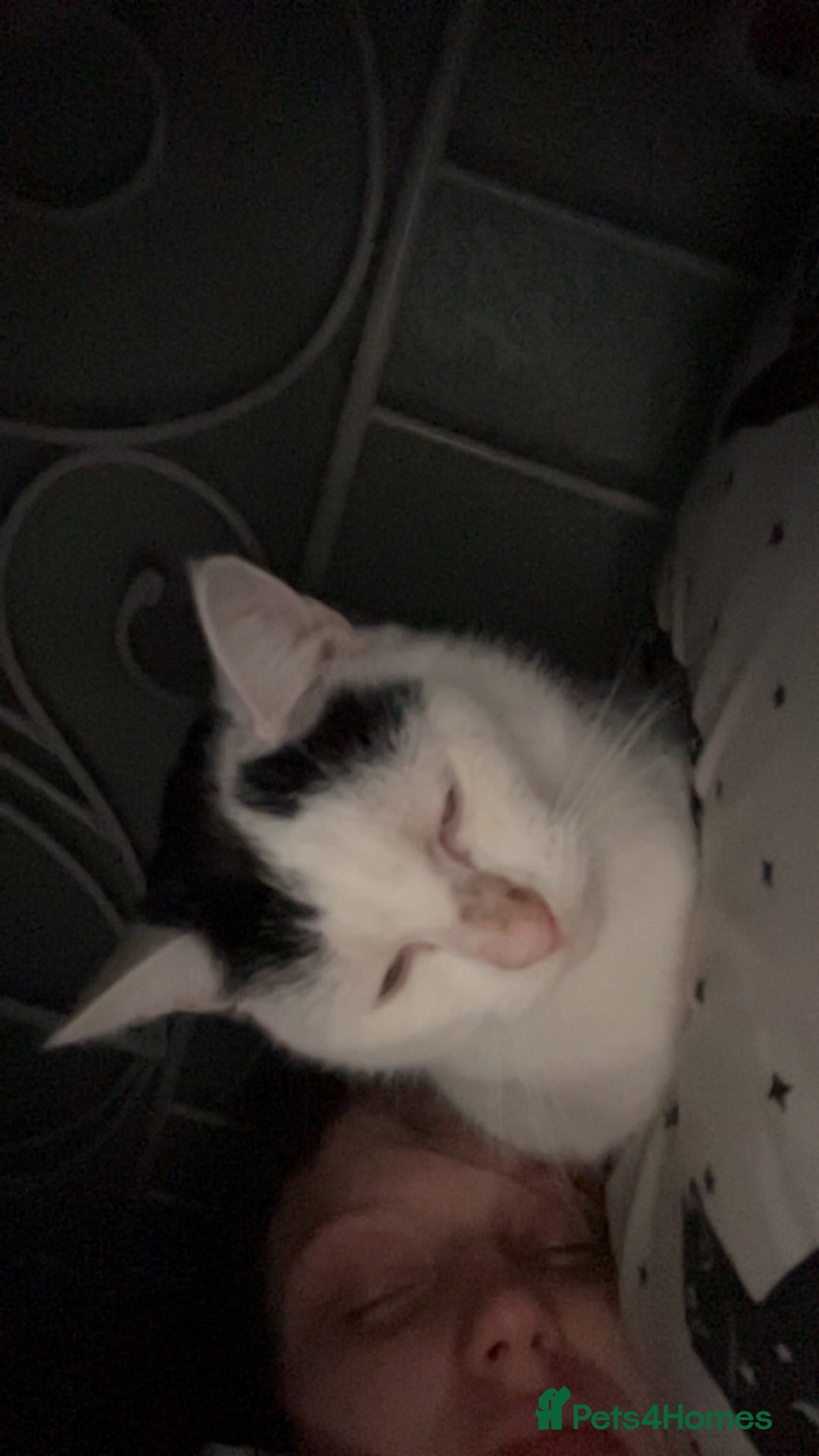 Mixed Breed cats for sale: Neutered male cat - Advert 3