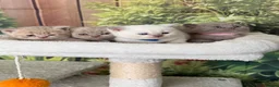 British Shorthair cats for sale: stunning british shorthair  - Advert 1