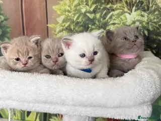 British Shorthair cats stunning british shorthair - Advert 1