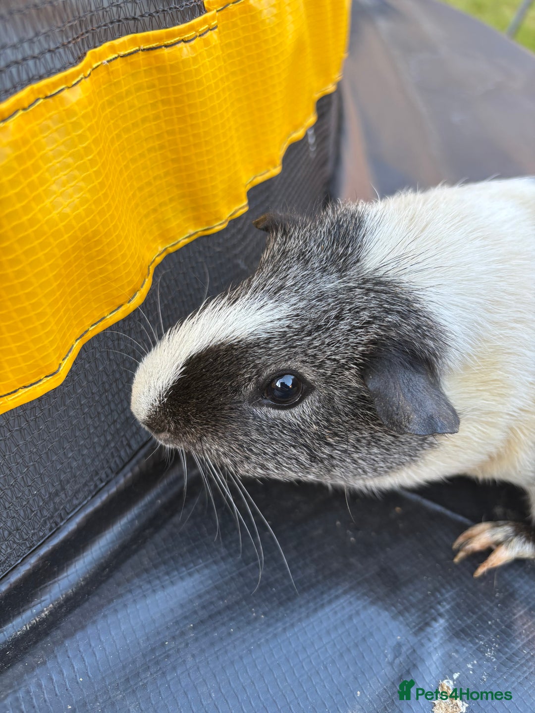 Guinea Pig rodents for sale: 2 boys pared for free - Image 1