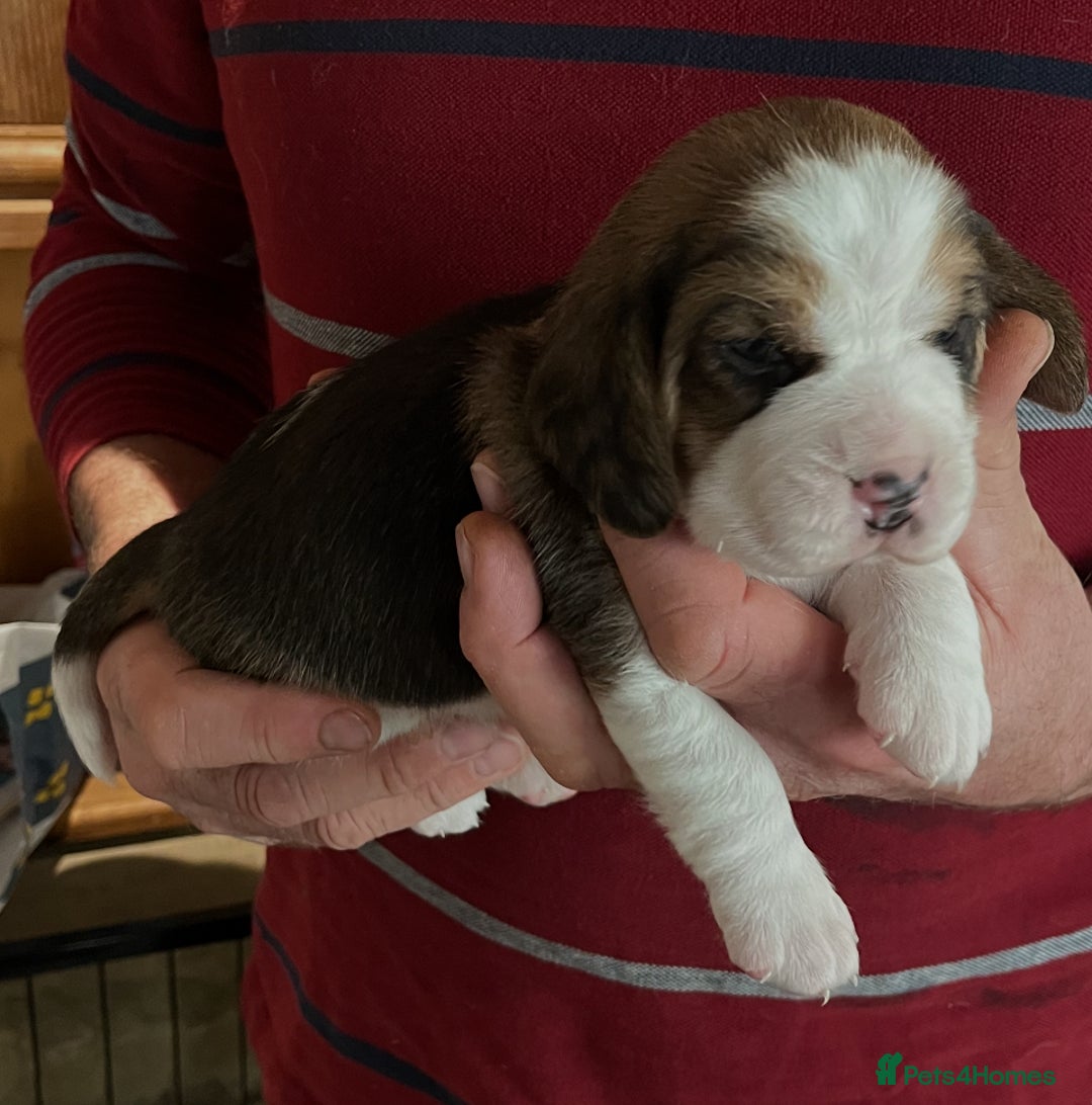Beagle dogs for sale: Champion Bred Puppies (KC Reg) - Advert 13