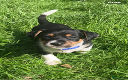 Jack Russell dogs for sale: Stunning Jack Russell Puppies  - Image 30