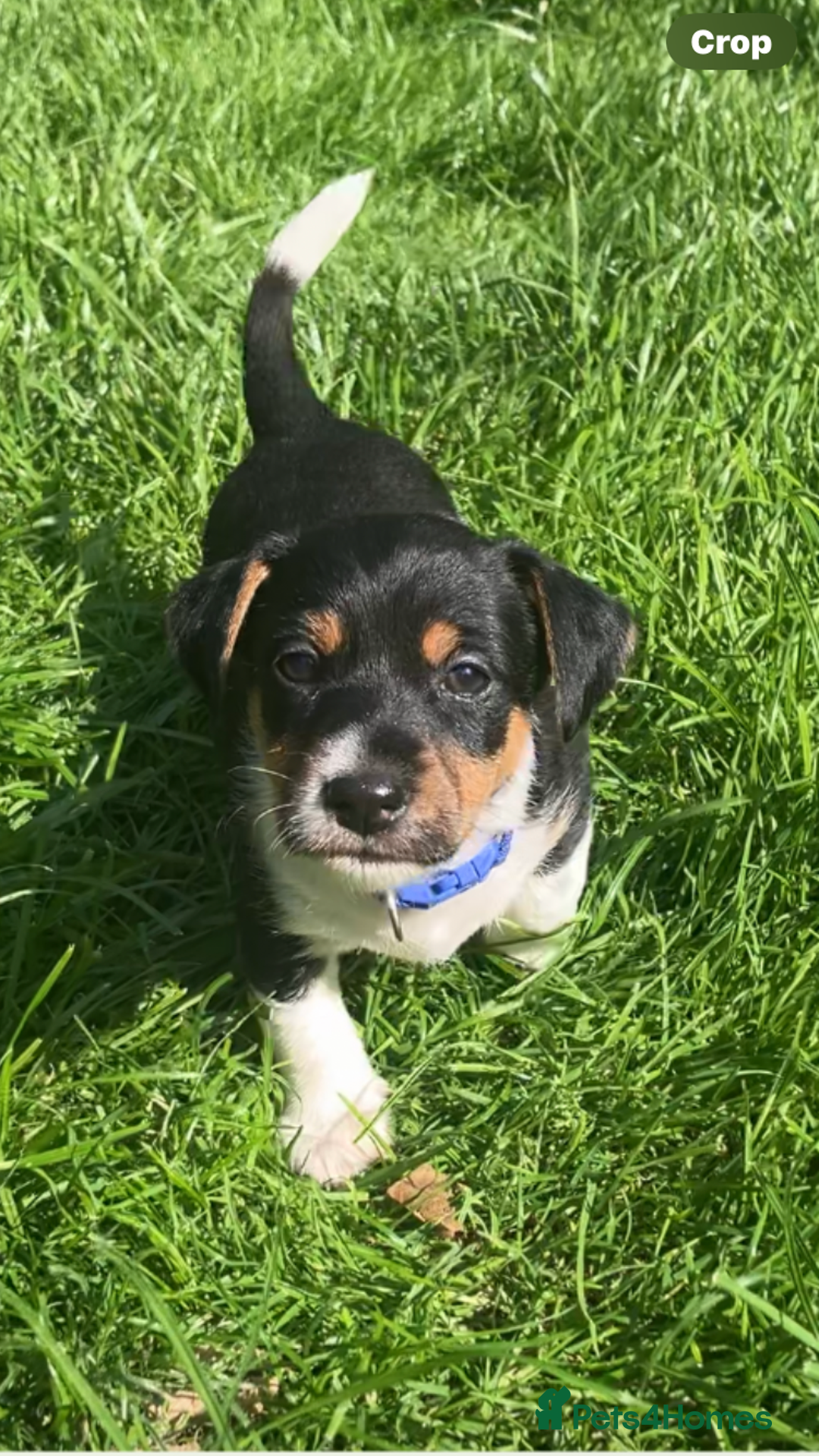 Jack Russell dogs for sale: Stunning Jack Russell Puppies  - Image 30