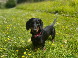 Miniature Dachshund dogs Male Miniature Dachshund - Advert 14