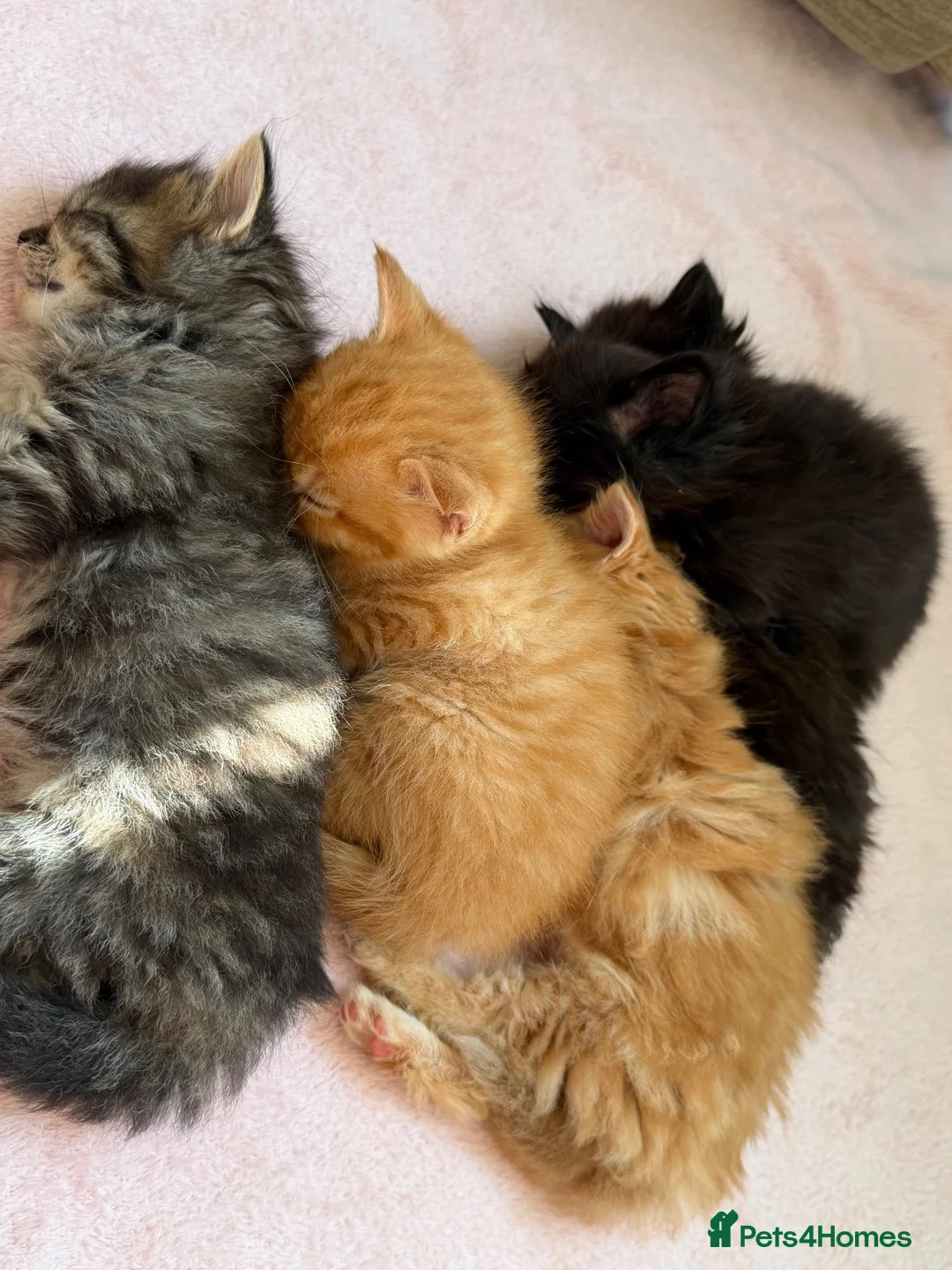 Mixed Breed cats for sale: Fluffy Kittens – Nibelung-Like Appearance  in Corby - Advert 14