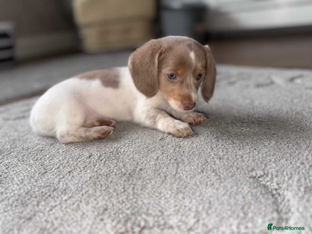 Dachshund dogs for sale: Miniature Dachshund REDUCED  - Image 12