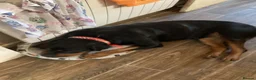 Rottweiler dogs for sale: Absolutely stunning Rottweiler puppies  - Advert 1