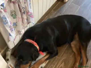 Rottweiler dogs Absolutely stunning Rottweiler puppies - Advert 2