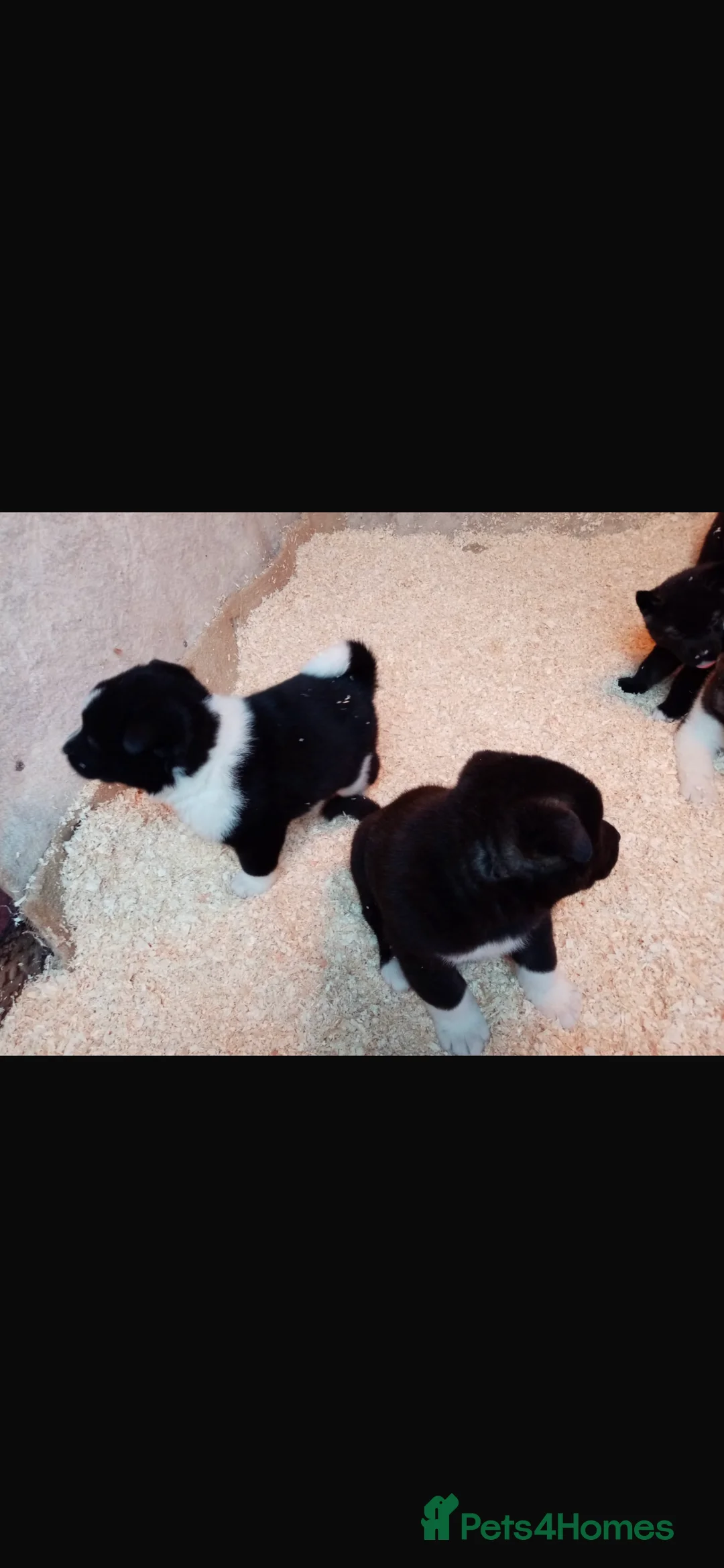 Akita dogs for sale: 7 bear faced American Akitas puppies  - Advert 12