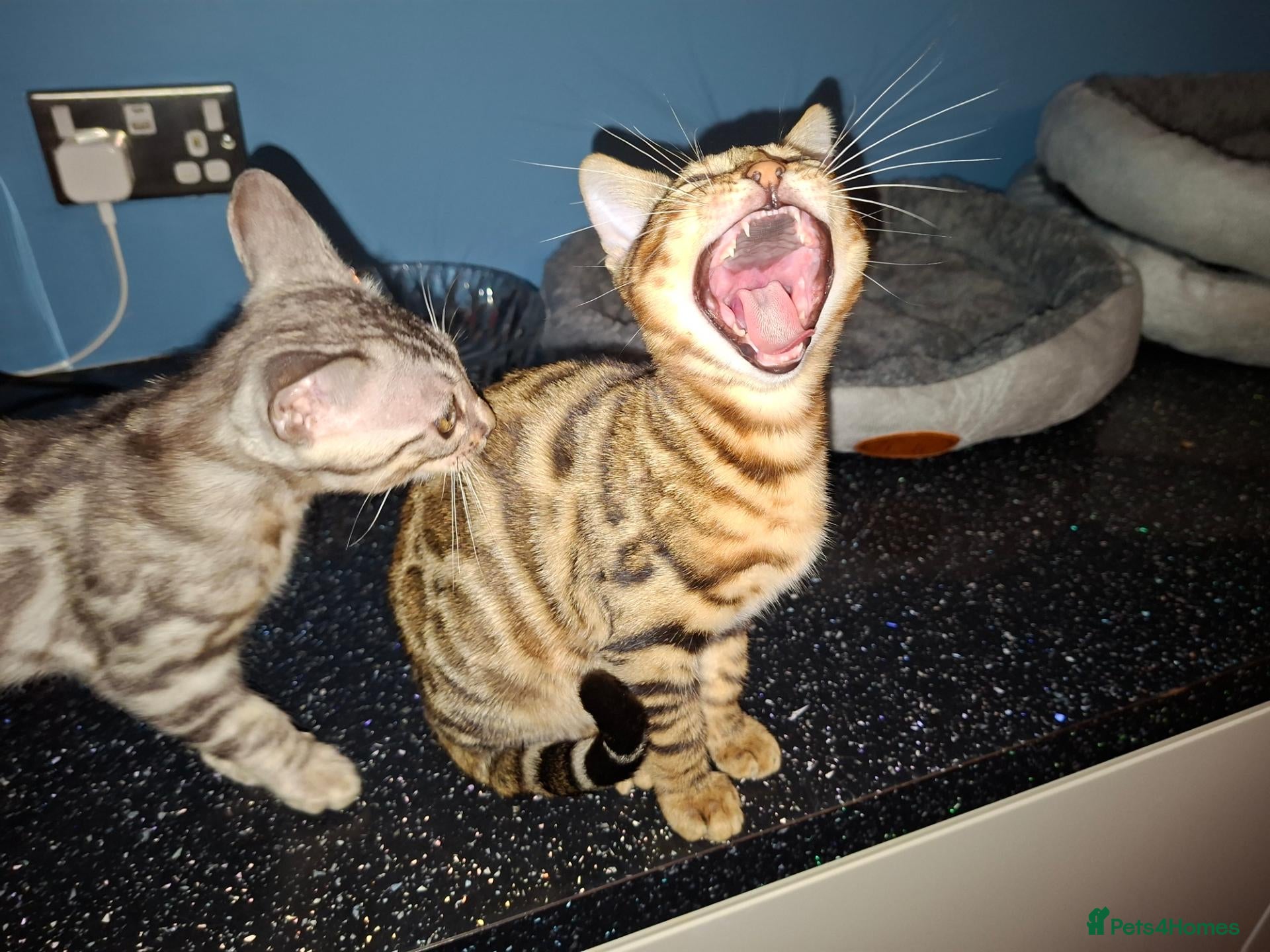 Bengal cats Stunning Bengal Kittens  - Advert 5