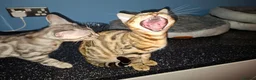 Bengal cats for sale: Stunning Bengal Kittens  - Advert 7