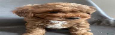 Cavapoo 1