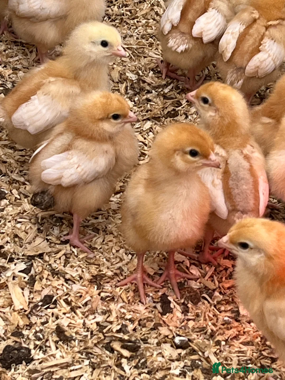 Chickens poultry for sale: Young chick - Advert 2