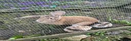 Mixed Breed rabbits for sale: Giant x bunny’s - Advert 13