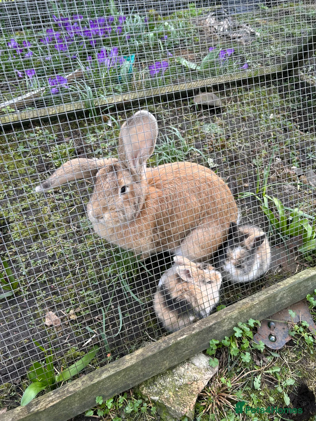 Mixed Breed rabbits for sale: Giant x bunny’s - Advert 13