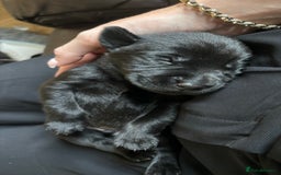 Labrador Retriever dogs for sale: 9 Beautiful Labrador Puppies For Sale  - Image 31