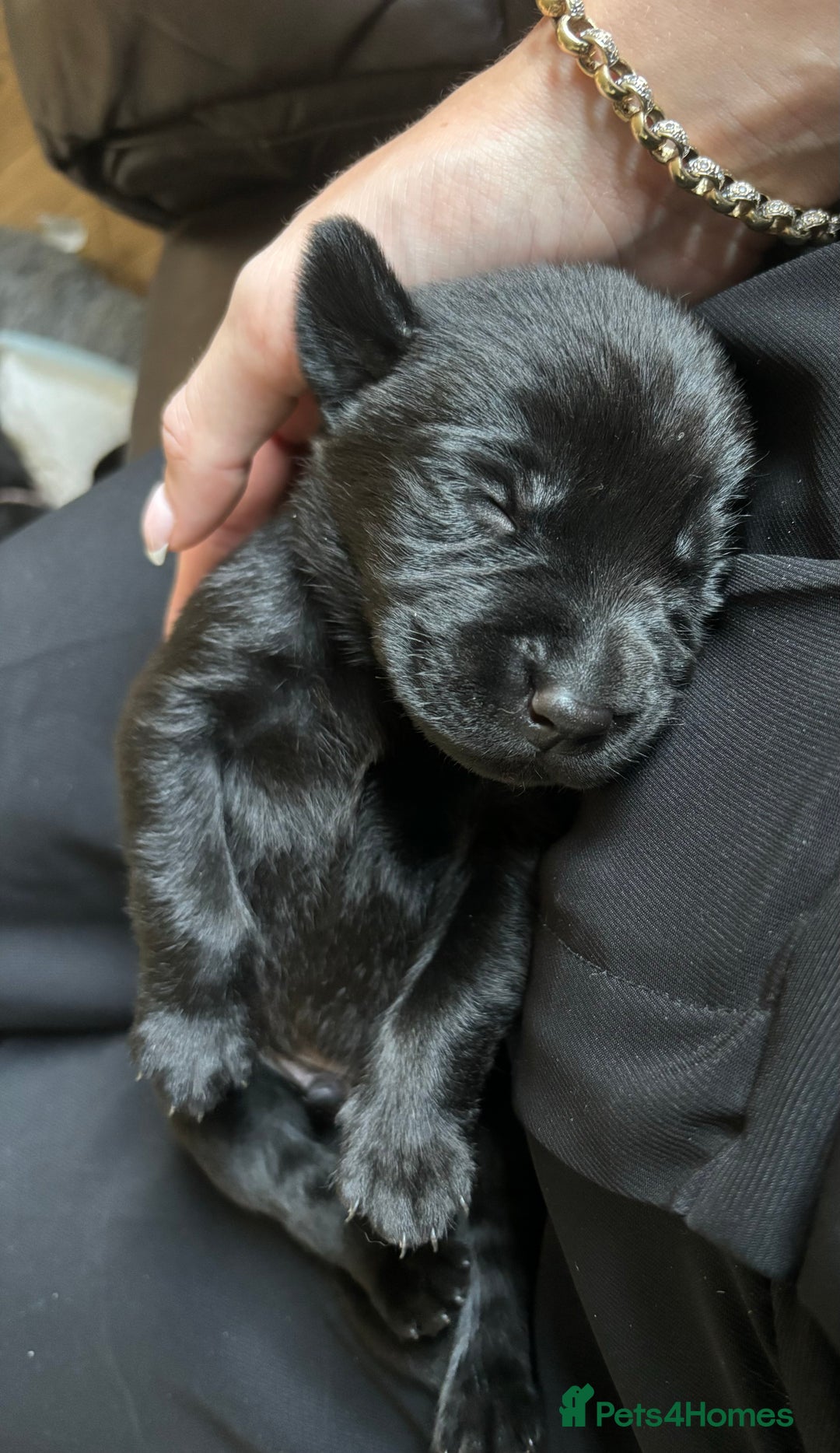 Labrador Retriever dogs for sale: 9 Beautiful Labrador Puppies For Sale  - Image 31