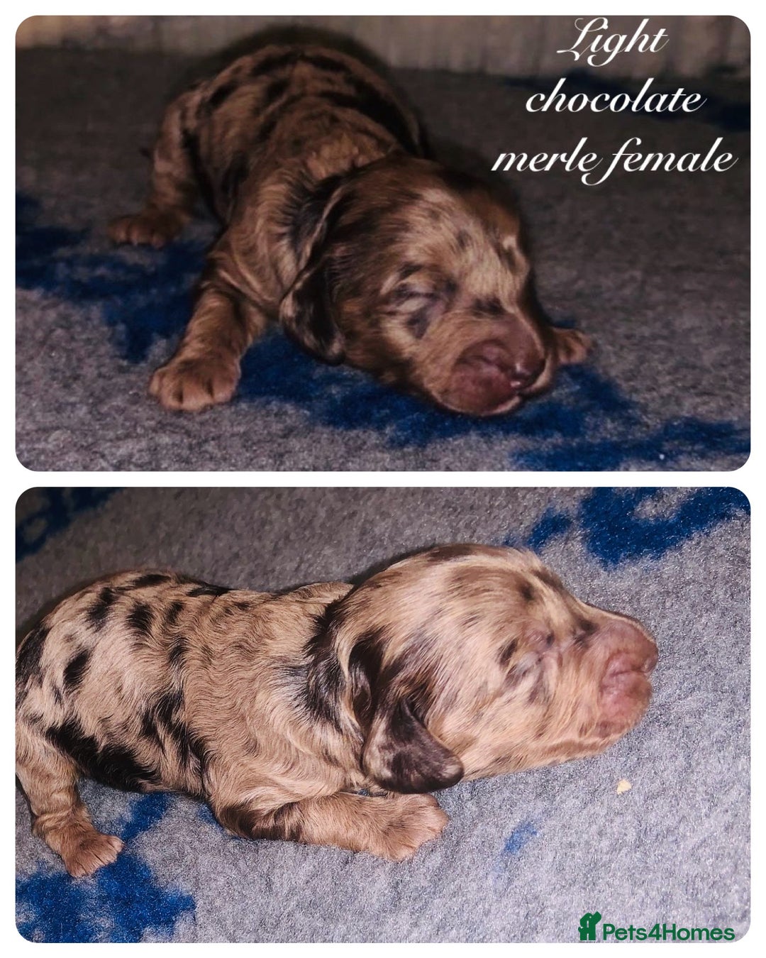 Toy Poodle dogs for stud: 5* health checked merle toy poodle licensed DNA  - Image 4