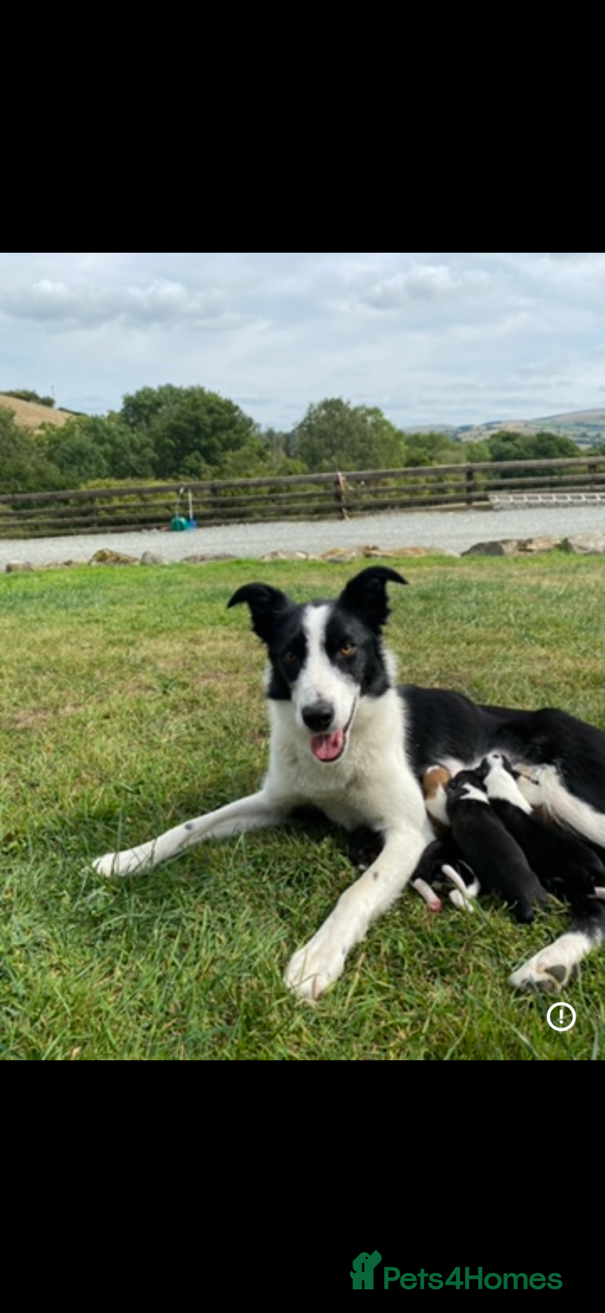 Border Collie dogs Border Collie Pups for sale  - Advert 1