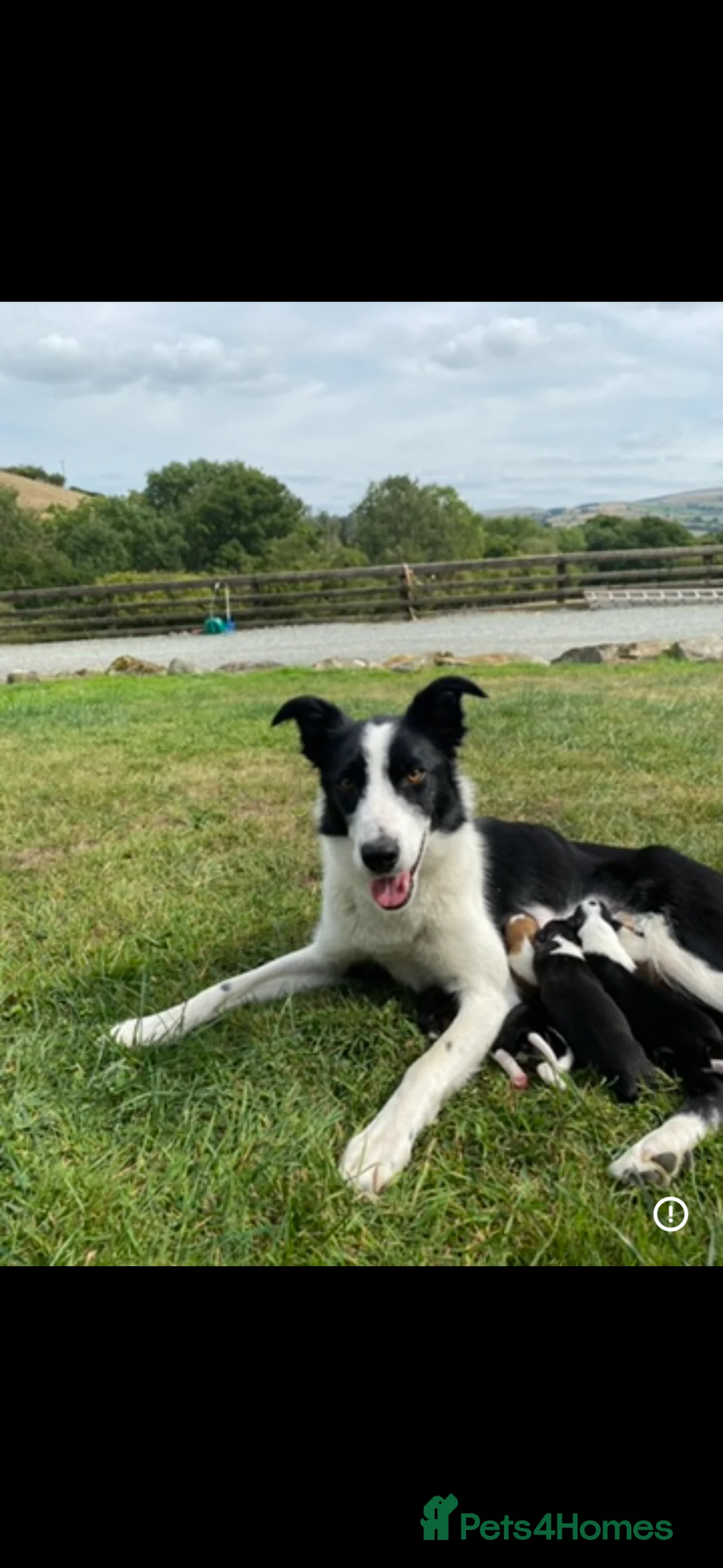 Border Collie dogs for sale: Border Collie Pups for sale  in Llandrindod Wells - Advert 3