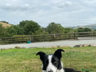 Border Collie dogs Border Collie Pups for sale - Advert 1
