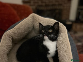 Mixed Breed cats - Advert 9