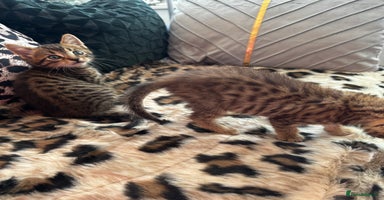 Egyptian Mau cats - Advert 5