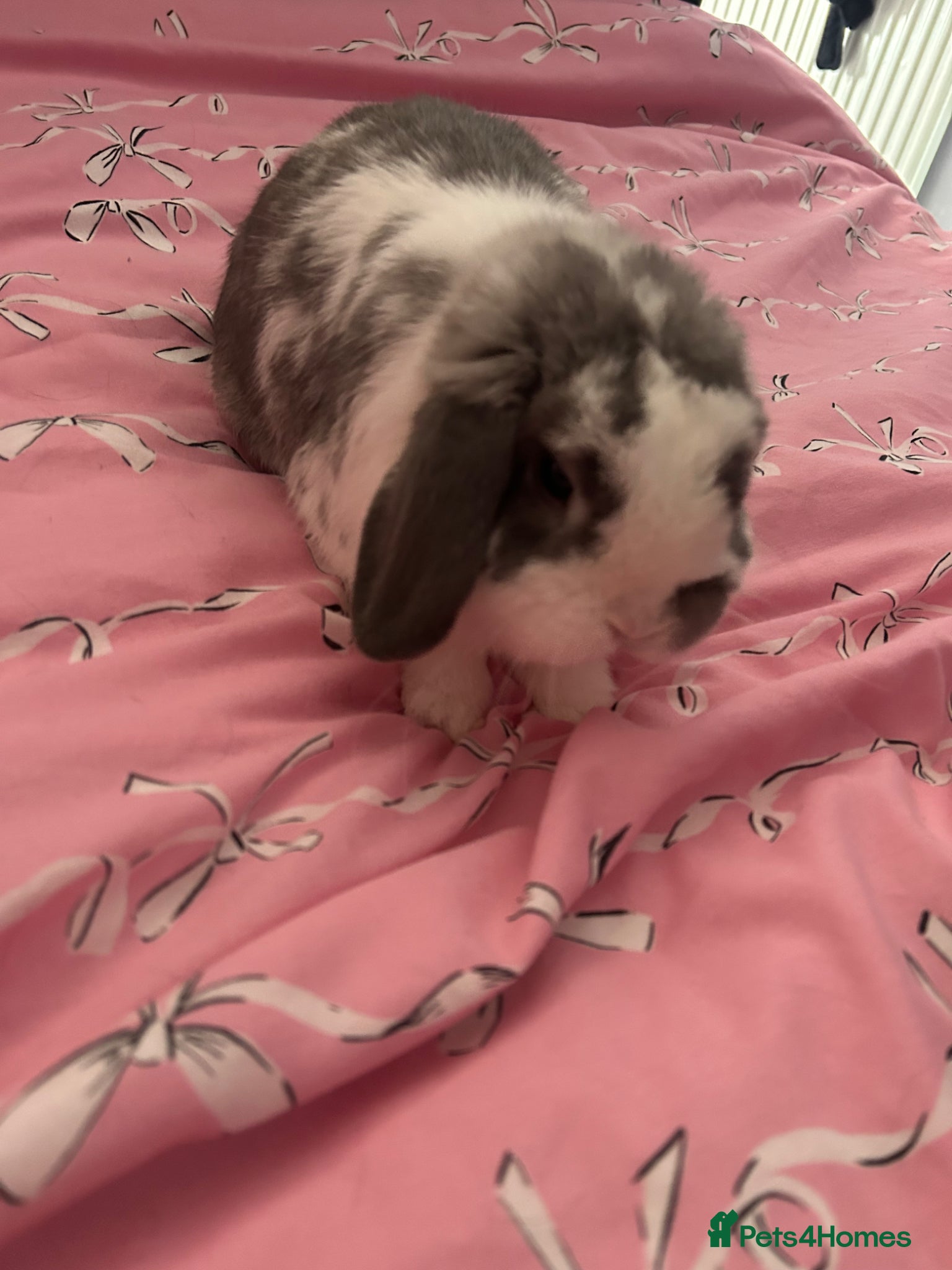 Mini Lop rabbits Grey and white mini lop  - Advert 4