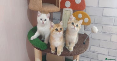 British Shorthair cats - Advert 6