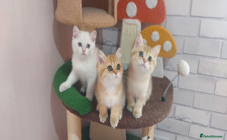 British Shorthair cats - Advert 2