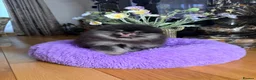 Pomeranian dogs for sale: BLACK & TAN GIRL and BOY - Advert 22