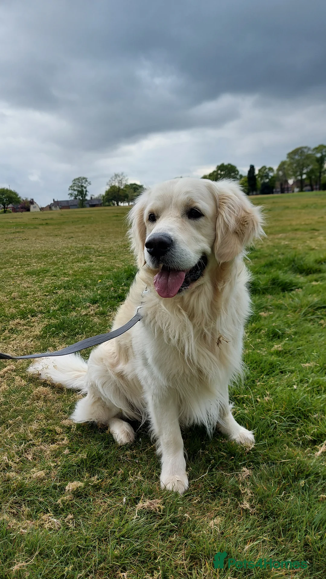 Golden Retriever dogs for stud: Polish Import KC registered Golden Retriever stud in Birmingham - Advert 5