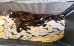 Mixed Breed cats for sale: Kittens for Sale in Newhaven - Image 4