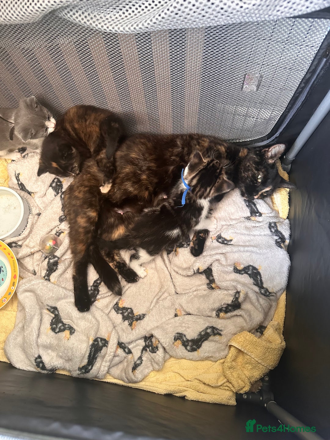 Mixed Breed cats for sale: Kittens for Sale in Newhaven - Image 4