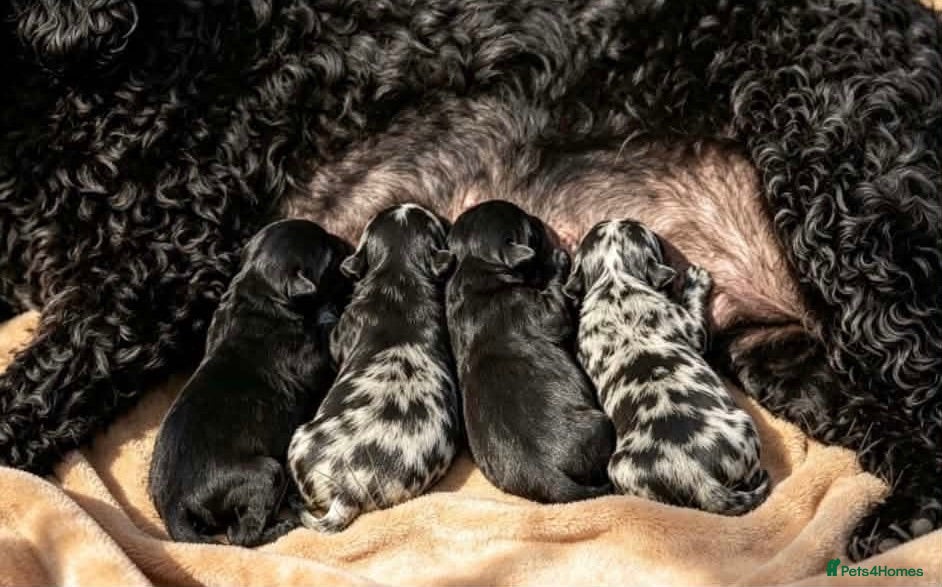 Cockapoo dogs Cockapoodles - Advert 1