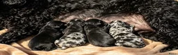Cockapoo dogs for sale: Cockapoodles - Advert 1