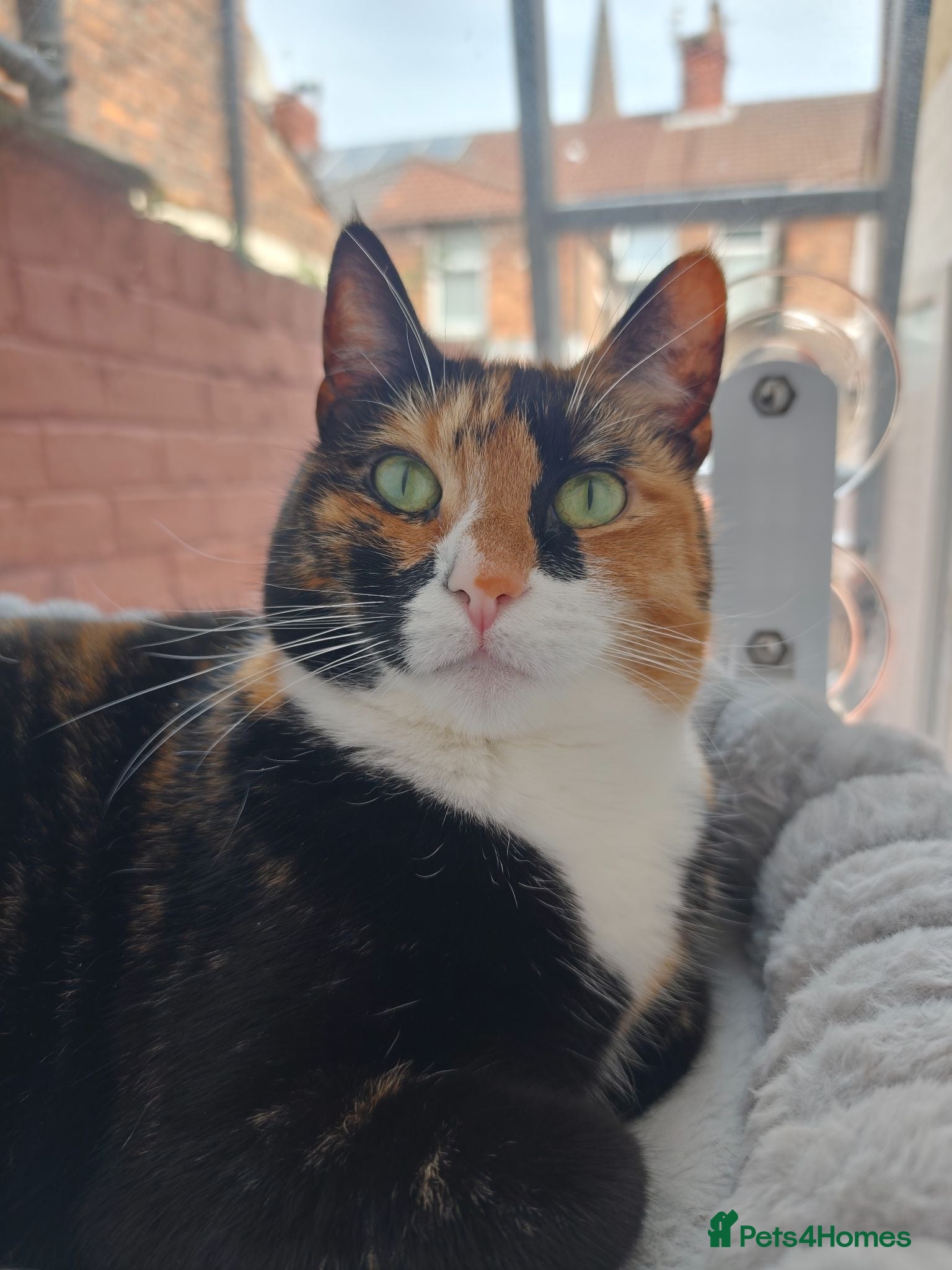 Domestic Shorthair cats CHOCO IN NEED OF EMERGENCY REHOMING - Advert 1