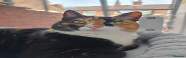 Choco