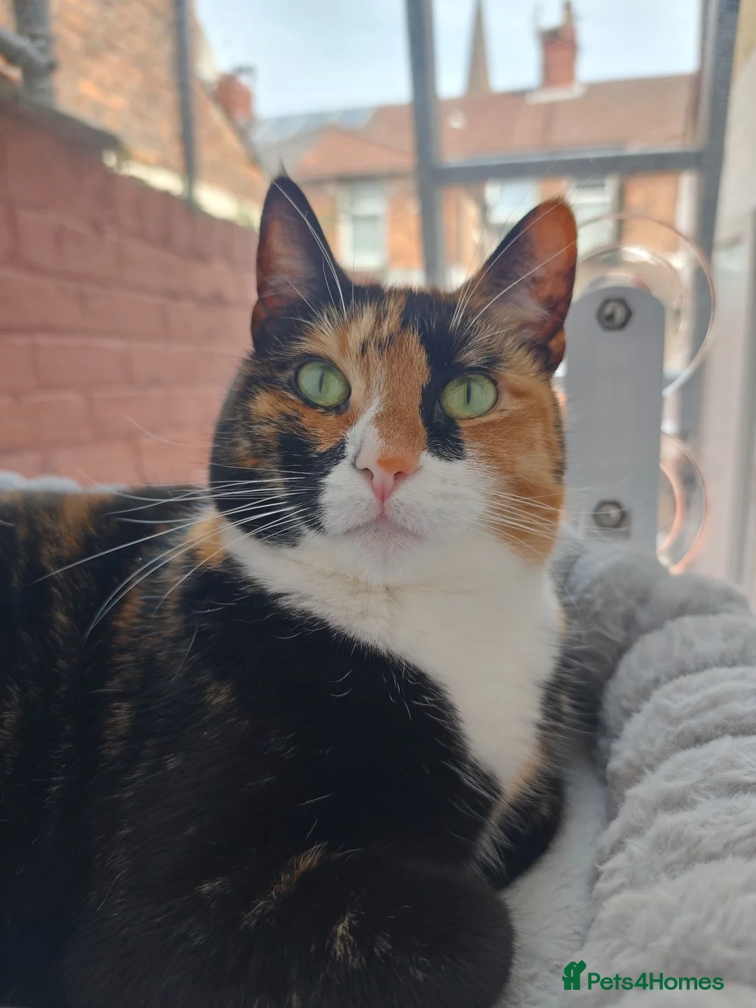 Domestic Shorthair cats for sale: CHOCO IN NEED OF EMERGENCY REHOMING in Liverpool - Advert 1